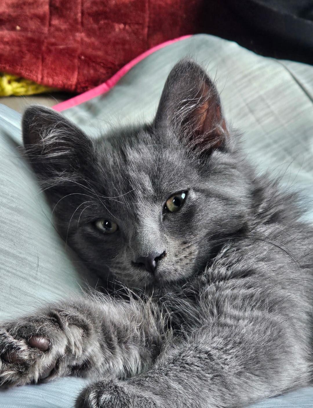 Jack, an adopted Domestic Long Hair in Clayton, NJ image 5/6