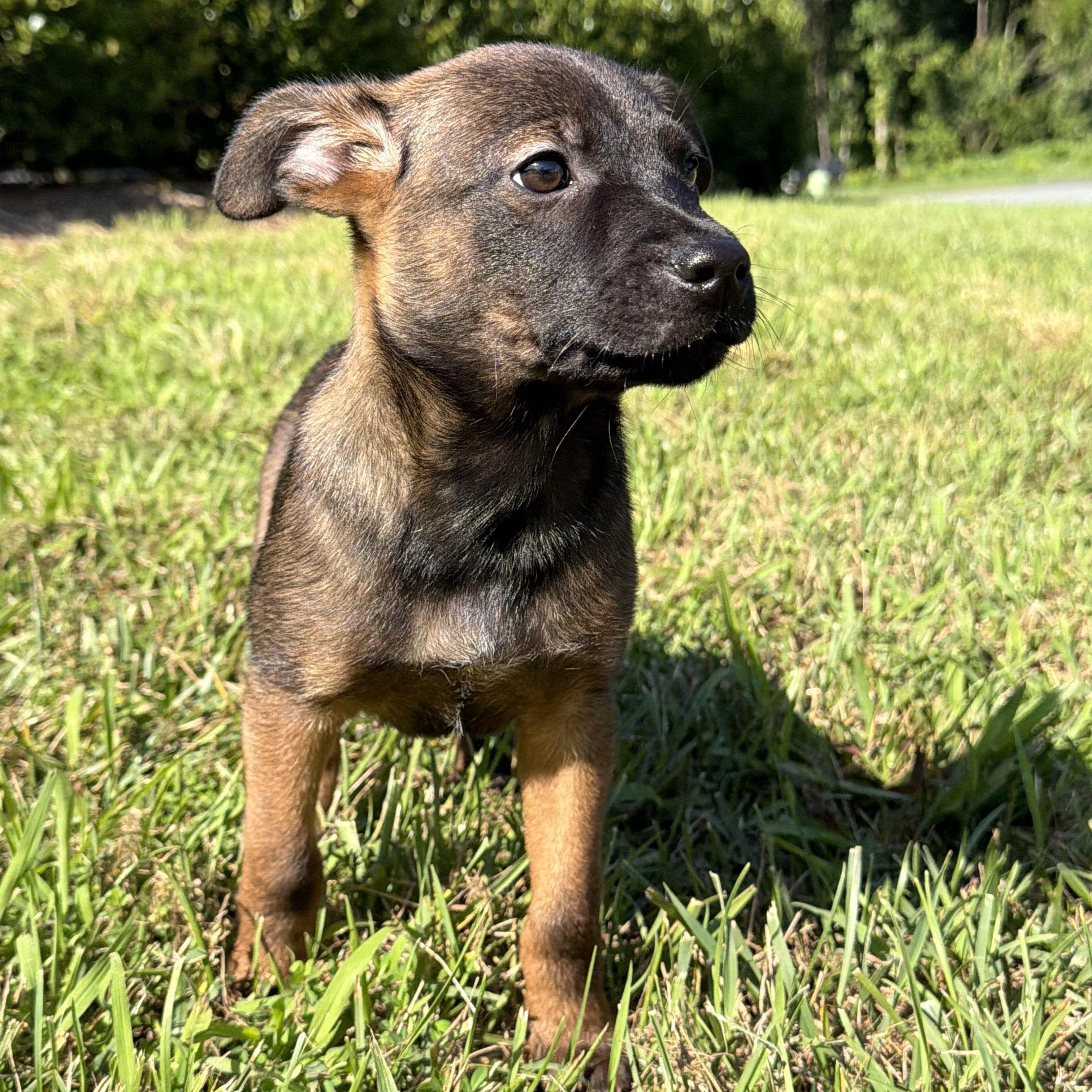 Enlarge Sorrento, an adopted mixed breed in Charlotte, NC image 6/6