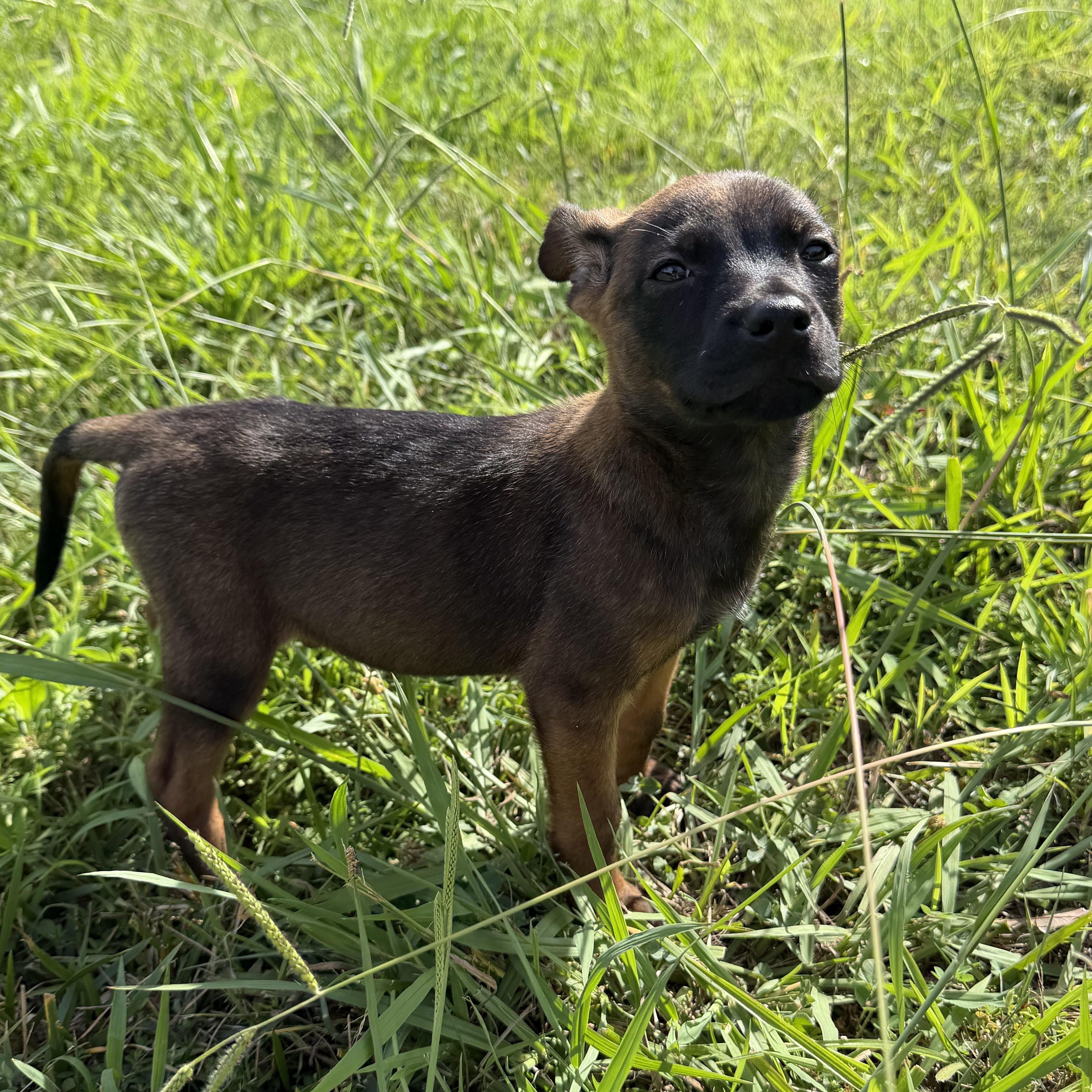 Enlarge Sorrento, an adopted mixed breed in Charlotte, NC image 2/6