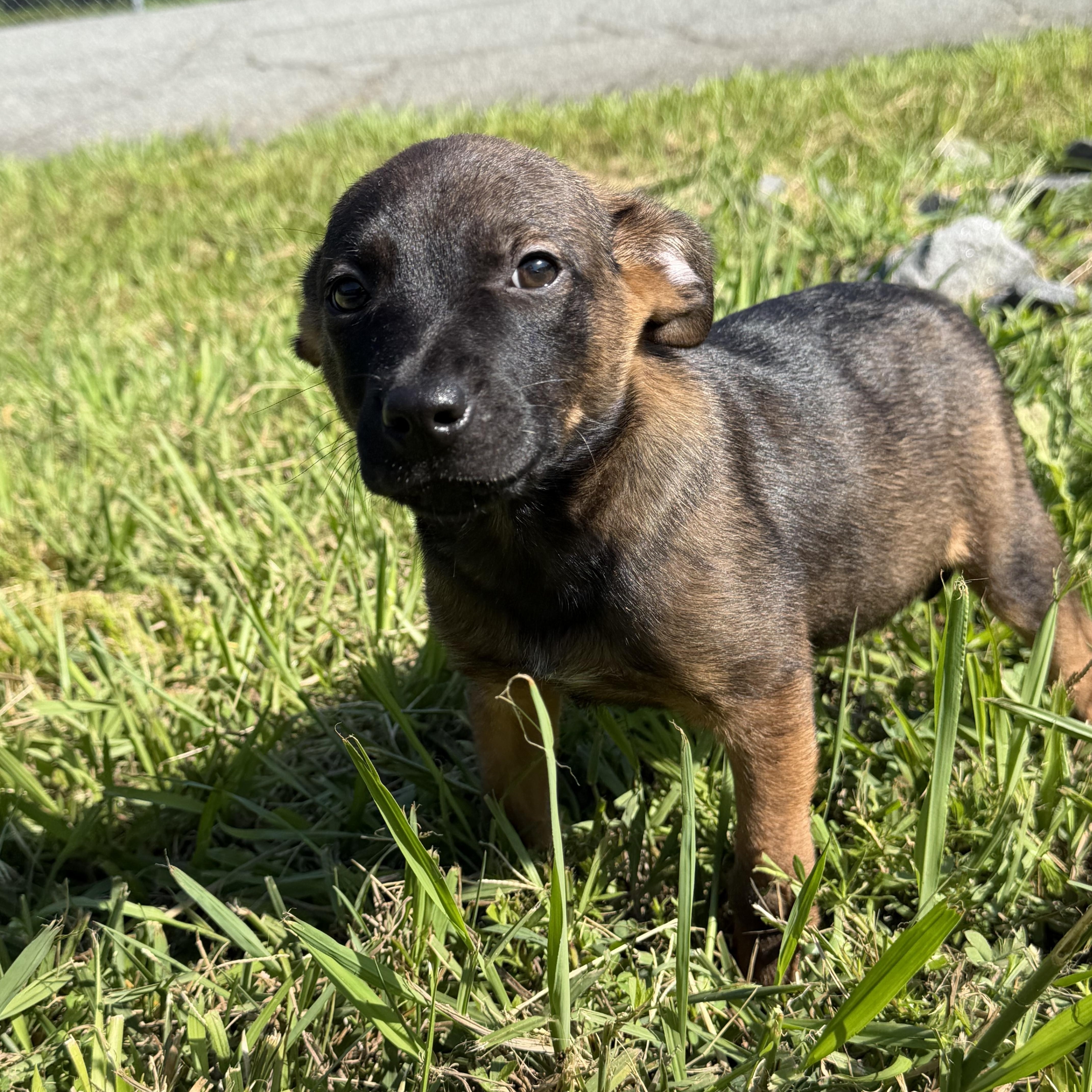 Sorrento, adopted, Puppy Male Mixed Breed.