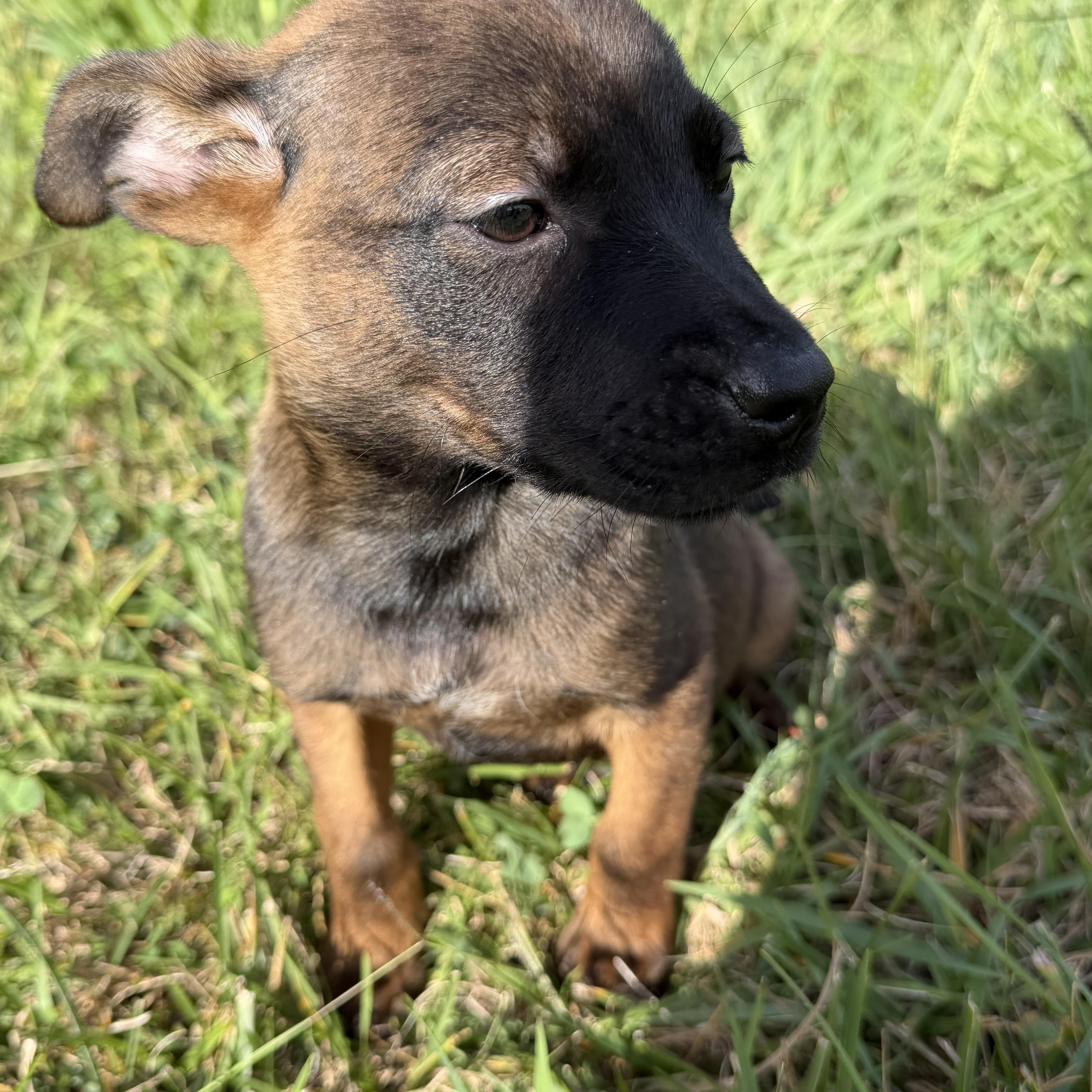 Enlarge Sorrento, an adopted mixed breed in Charlotte, NC image 3/6