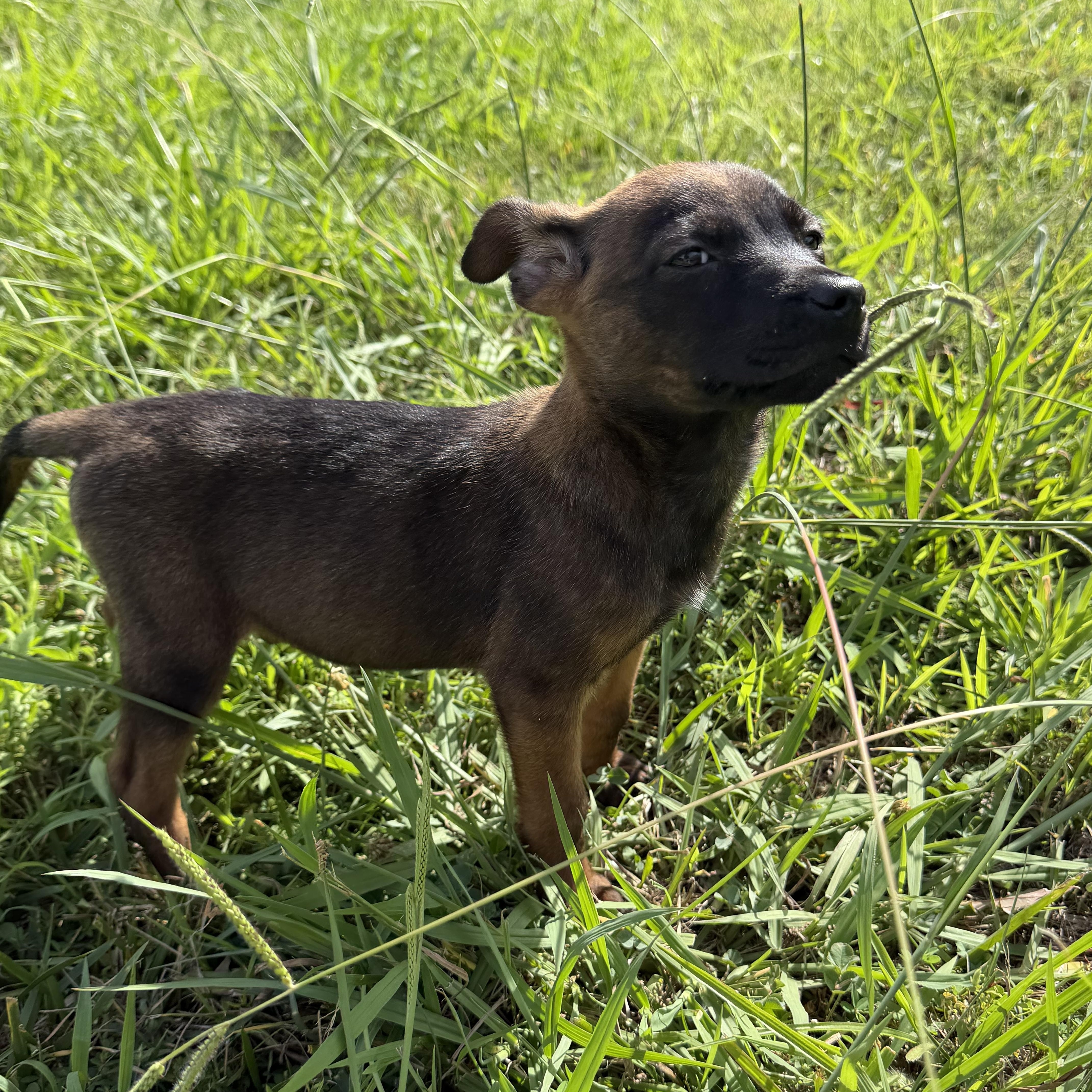 Enlarge Sorrento, an adopted mixed breed in Charlotte, NC image 4/6
