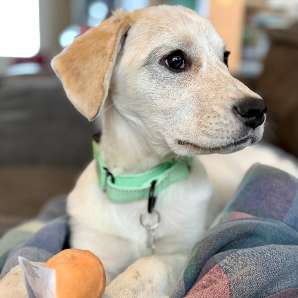 LUXE, Adoptable, Puppy Female Hound.