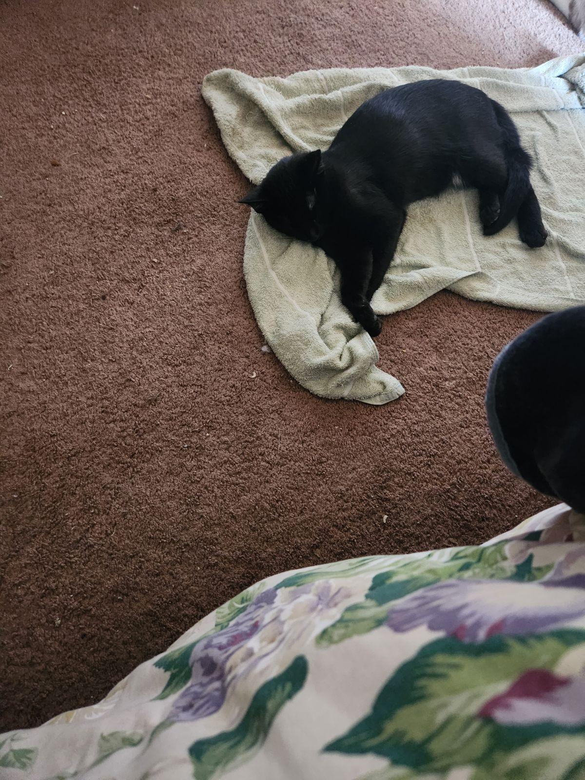 Resees, a Adoptable Domestic Short Hair in Vacaville, CA image 1/3