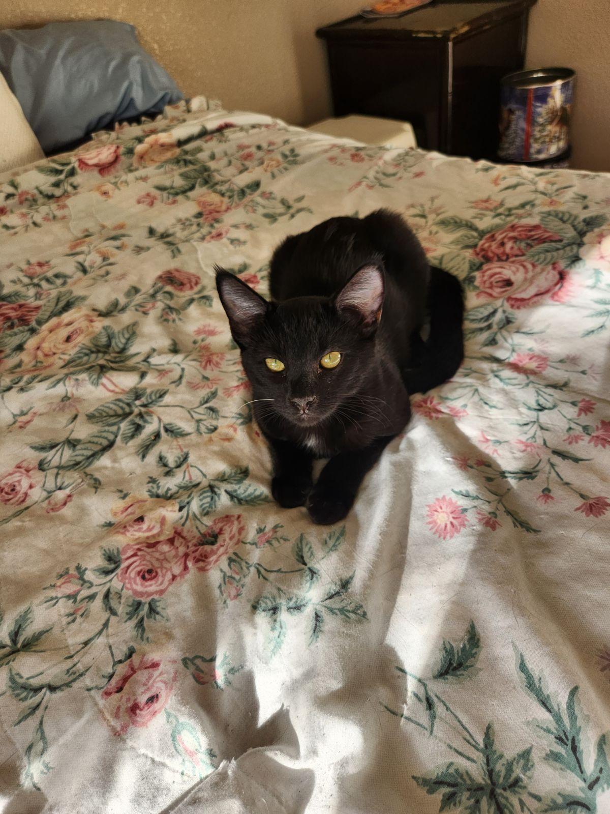 Resees, a Adoptable Domestic Short Hair in Vacaville, CA image 2/3