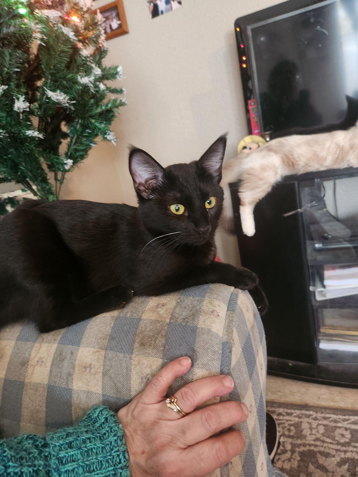 Resees, a Adoptable Domestic Short Hair in Vacaville, CA image 3/3