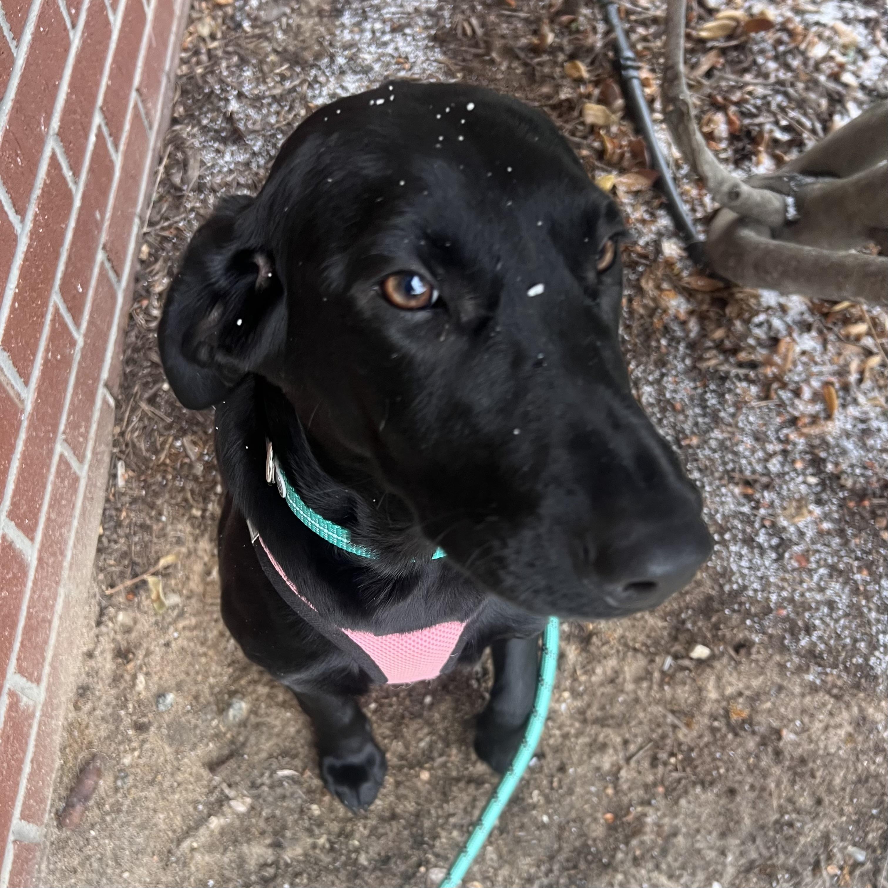 Caiman — thumbnail 2