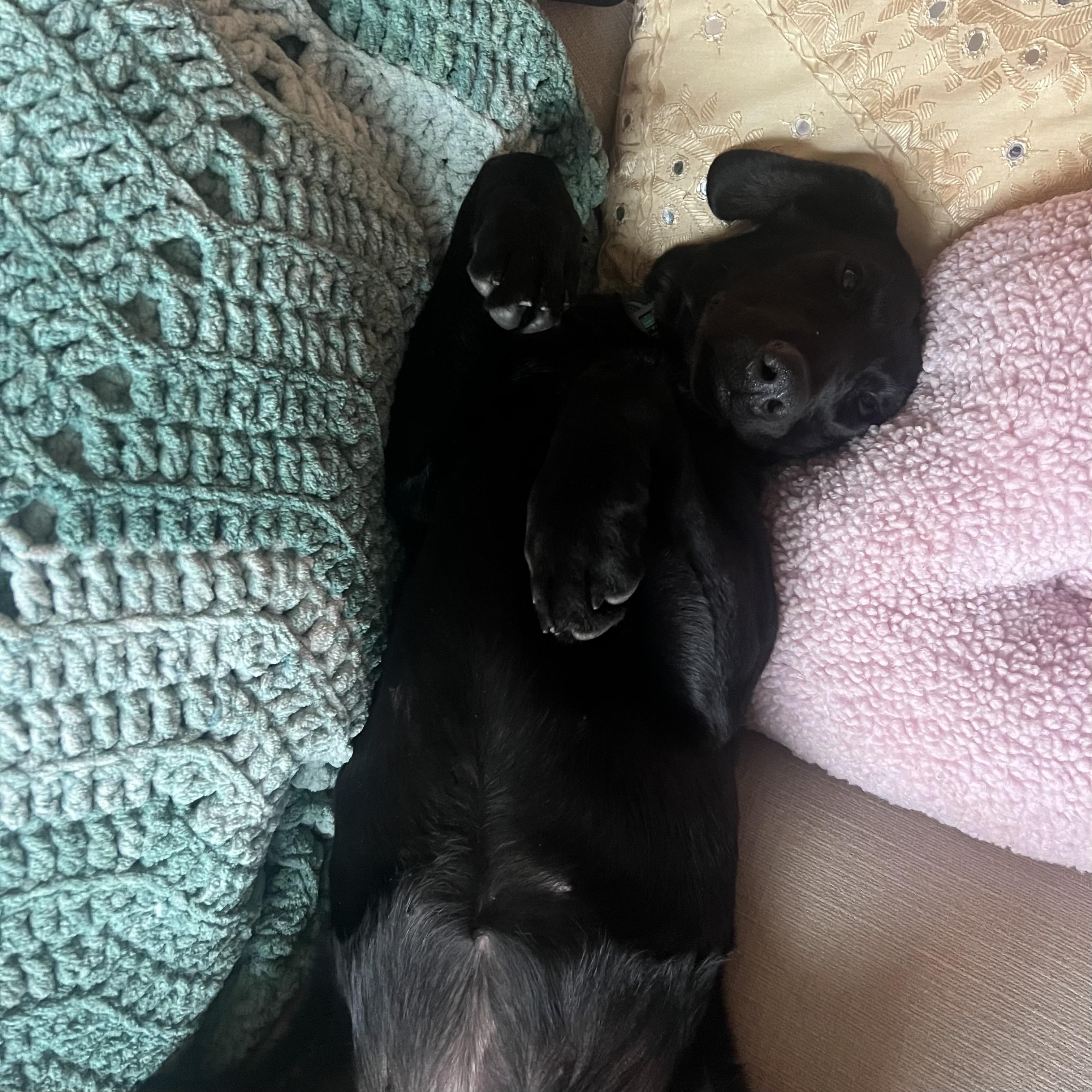 Caiman — thumbnail 3