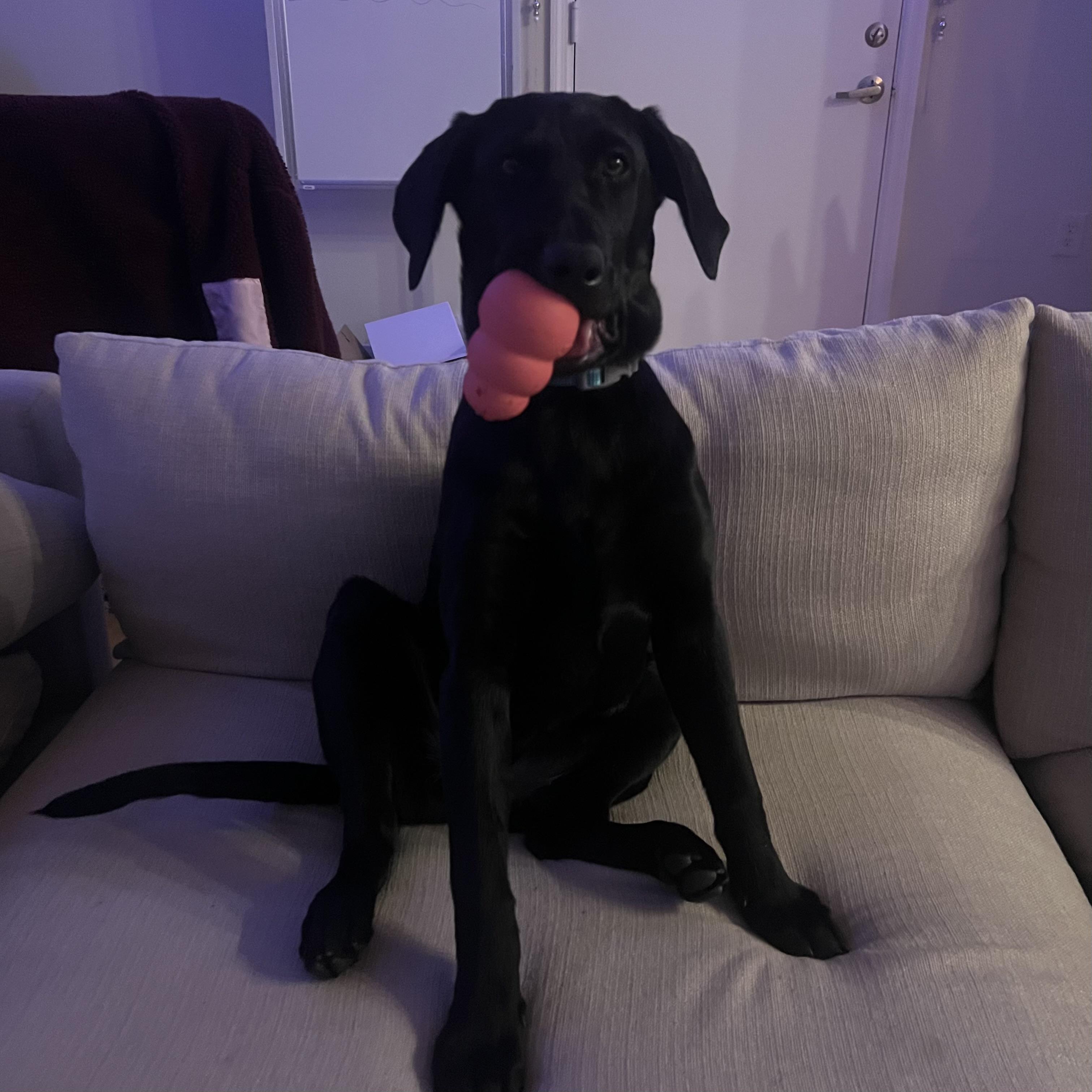 Caiman — thumbnail 4