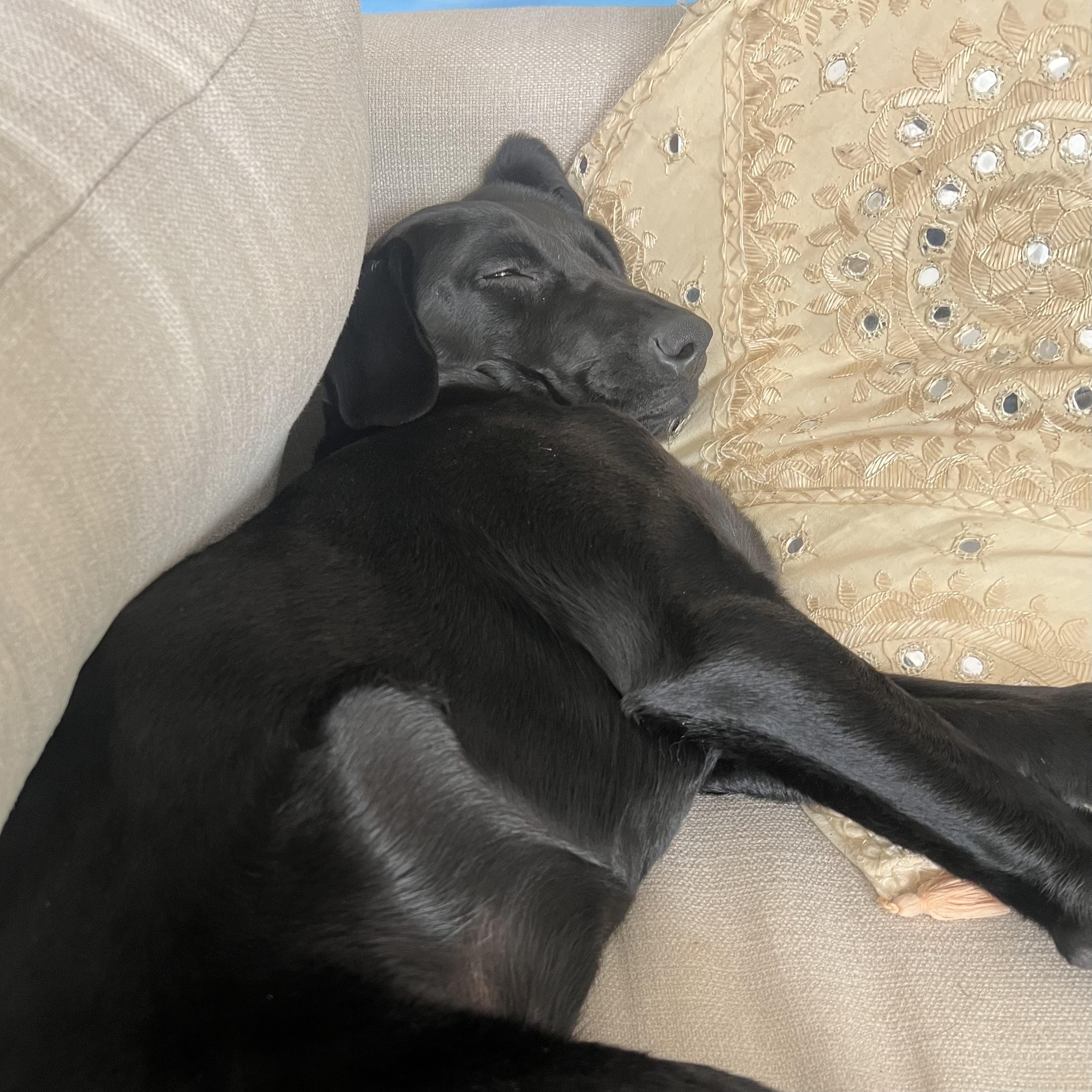 Caiman — thumbnail 5