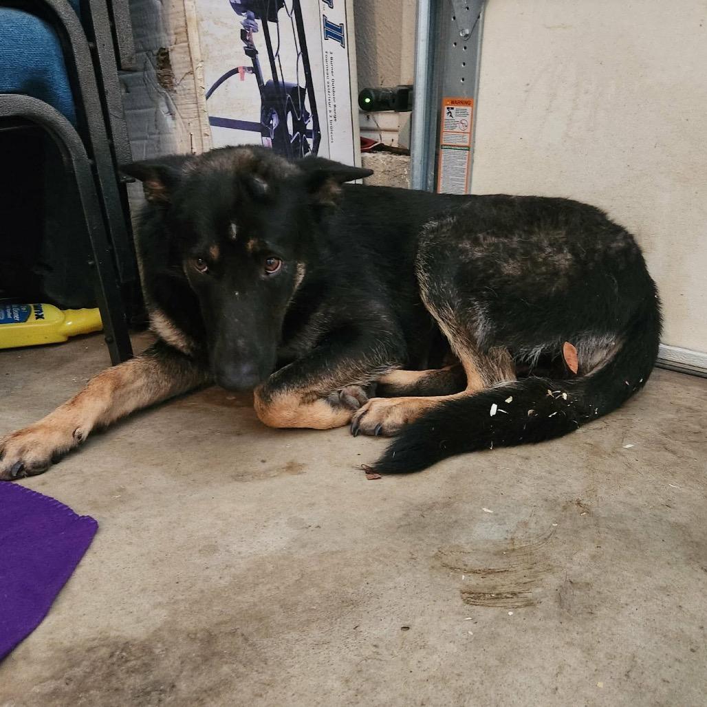Enlarge Juniper Lynn, a Adoptable German Shepherd Dog in Hackett, AR image 1/2