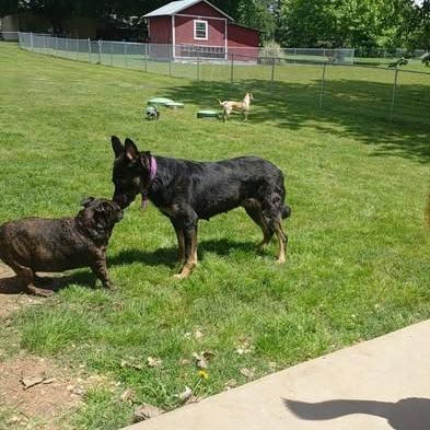 Enlarge Juniper Lynn, a Adoptable German Shepherd Dog in Hackett, AR image 2/2
