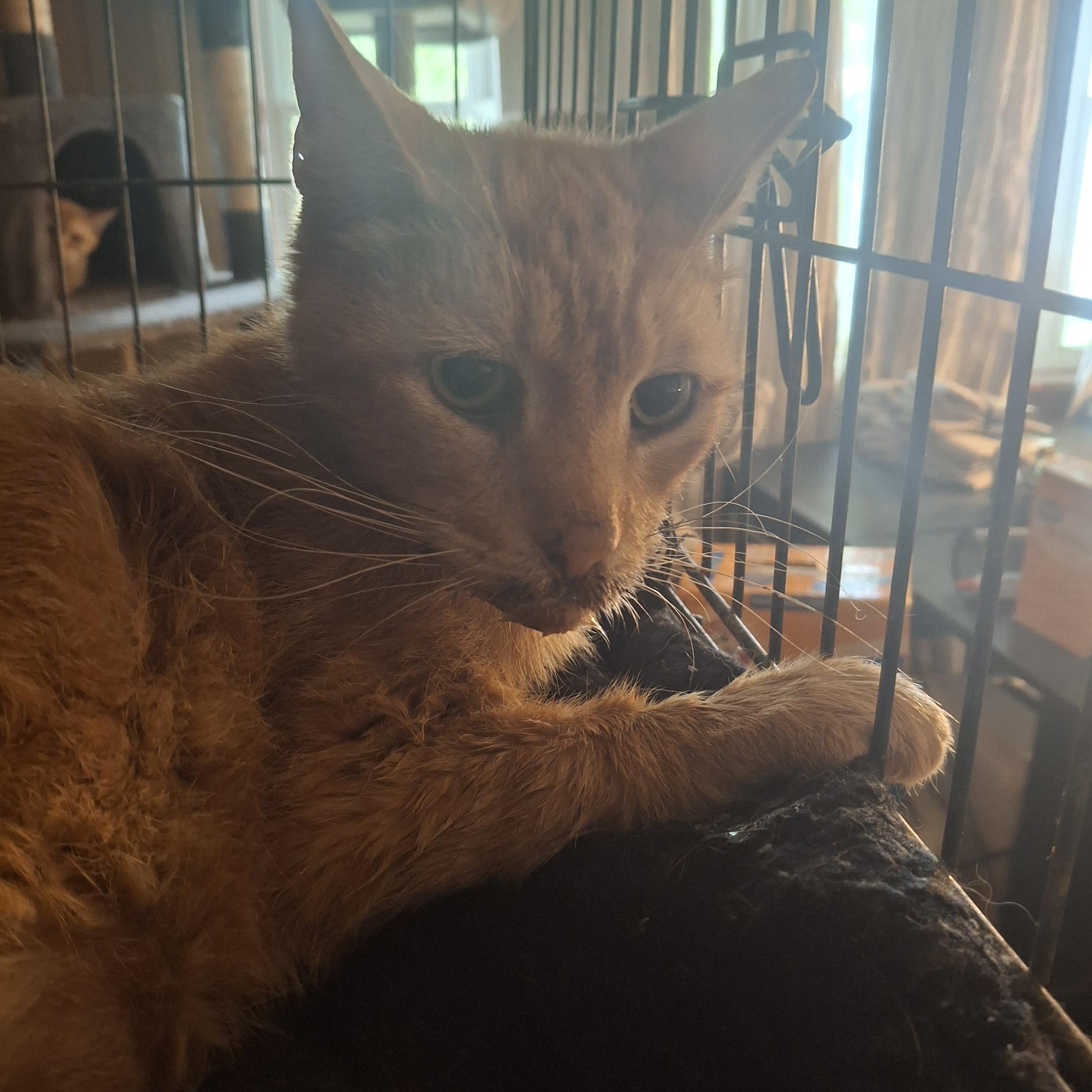 Bobby, Senior Male unknown