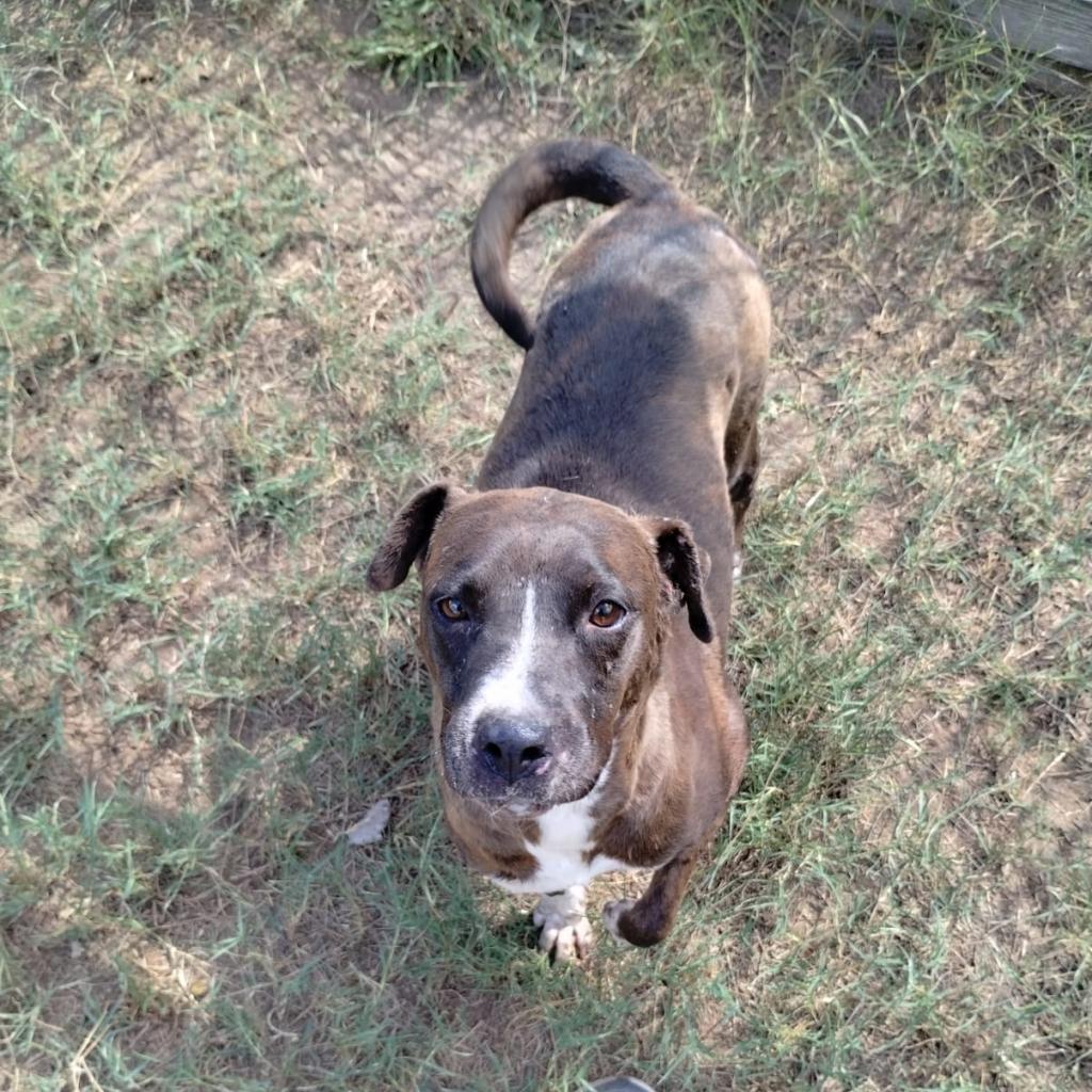 Glorie, Adoptable, Adult Female Pit Bull Terrier.