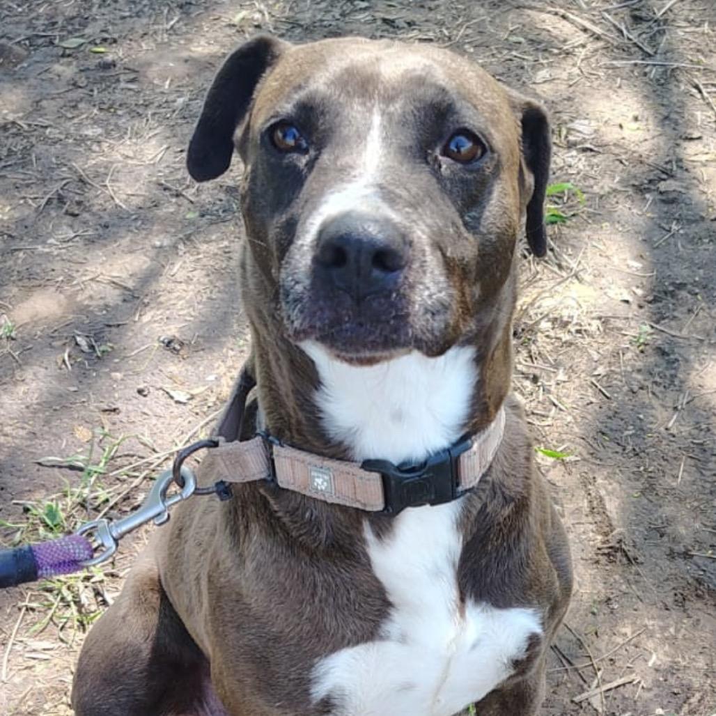 Enlarge Glorie, a Adoptable mixed breed in West Islip, NY image 2/6