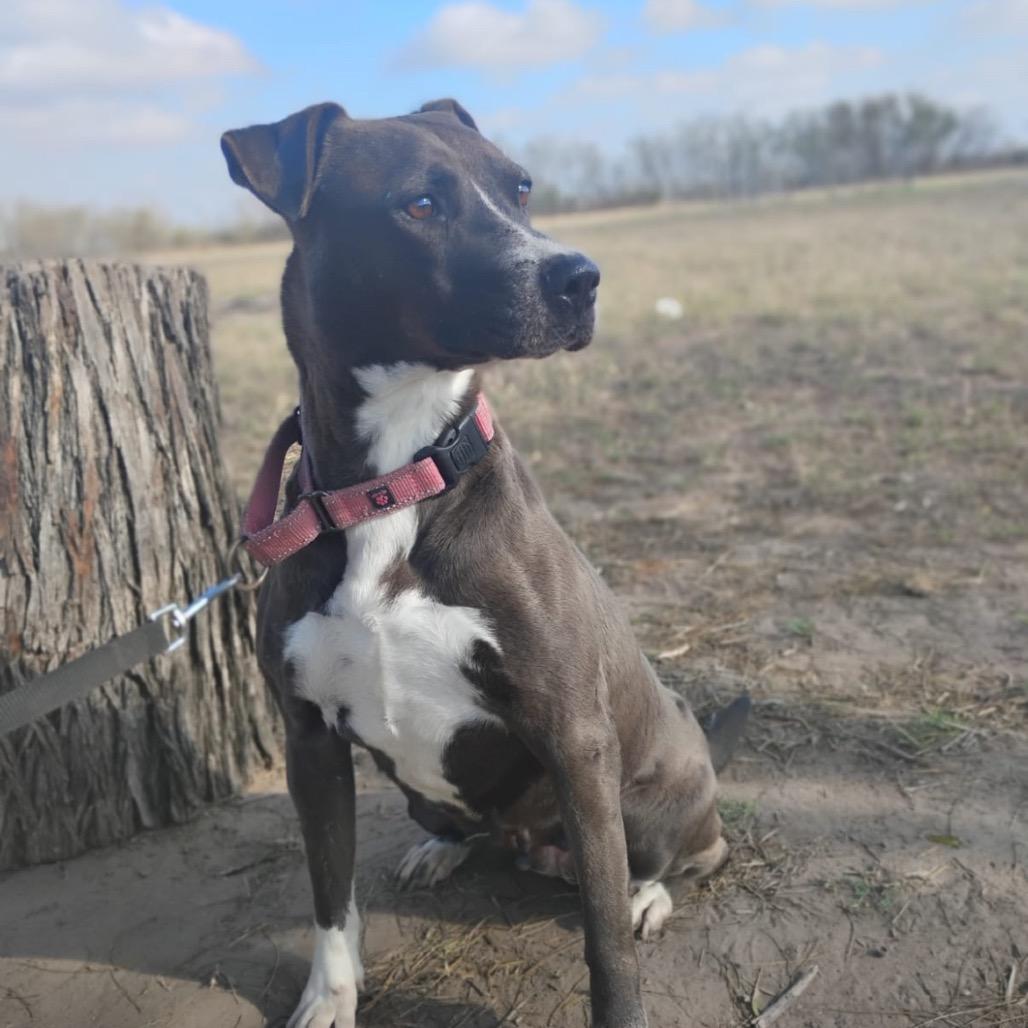 Enlarge Glorie, a Adoptable mixed breed in West Islip, NY image 3/6