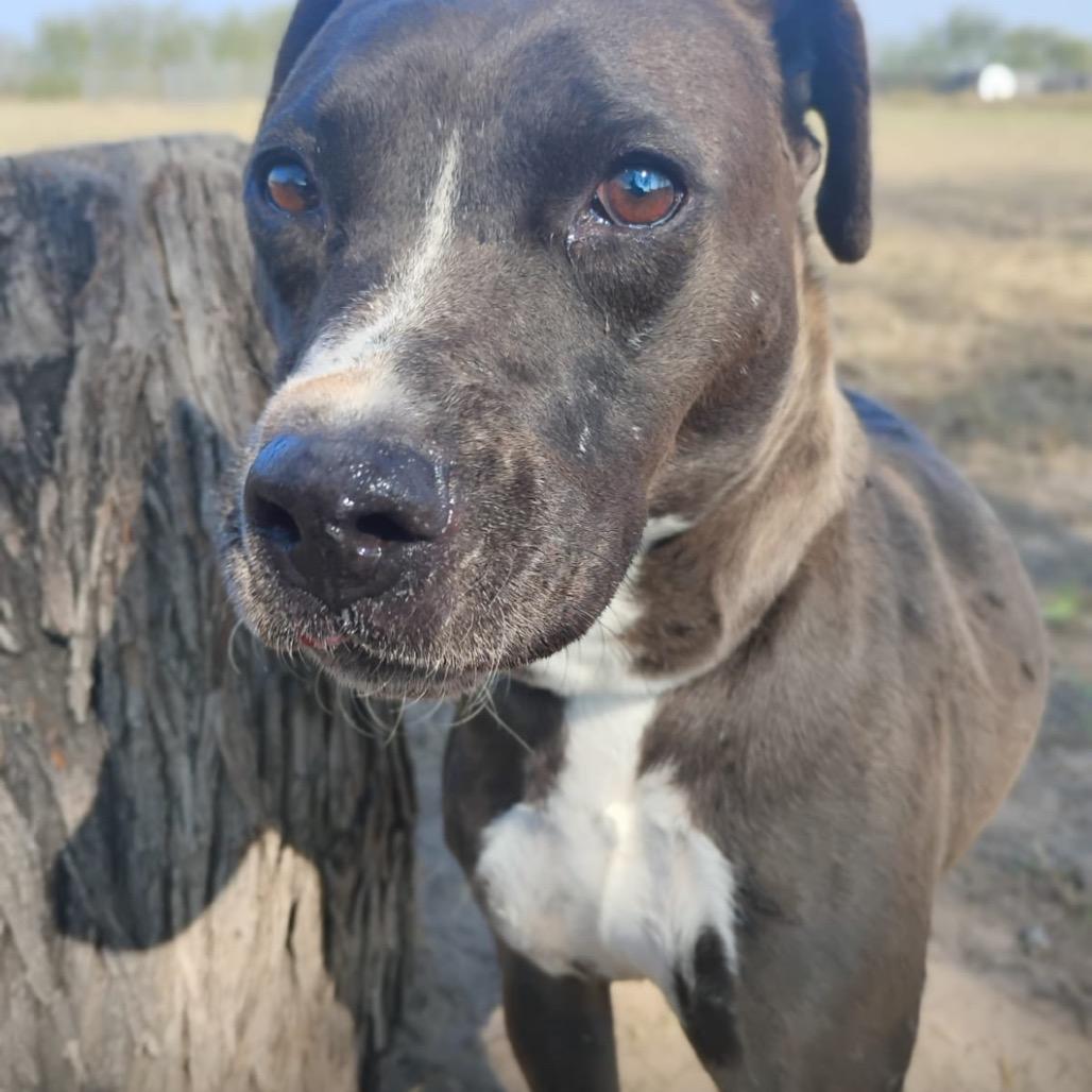Enlarge Glorie, a Adoptable mixed breed in West Islip, NY image 4/6