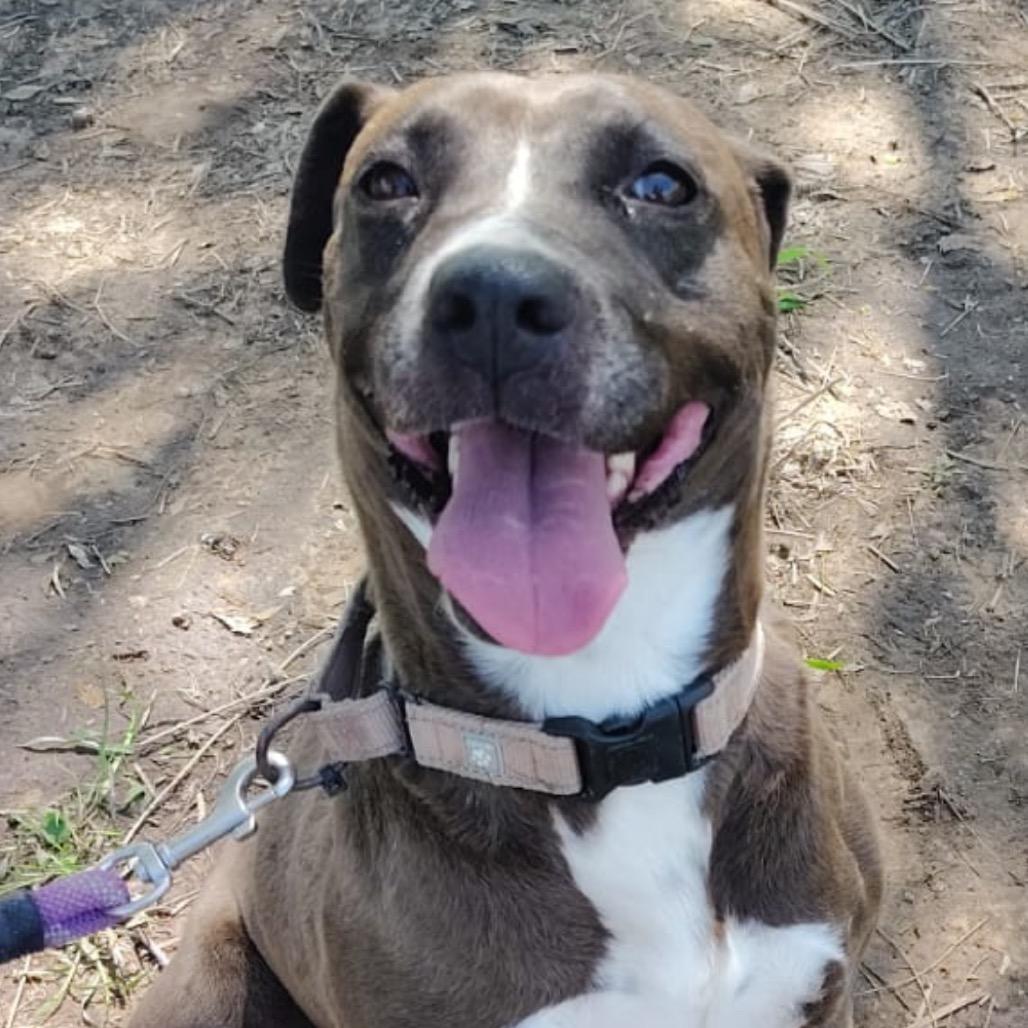 Enlarge Glorie, a Adoptable mixed breed in West Islip, NY image 5/6