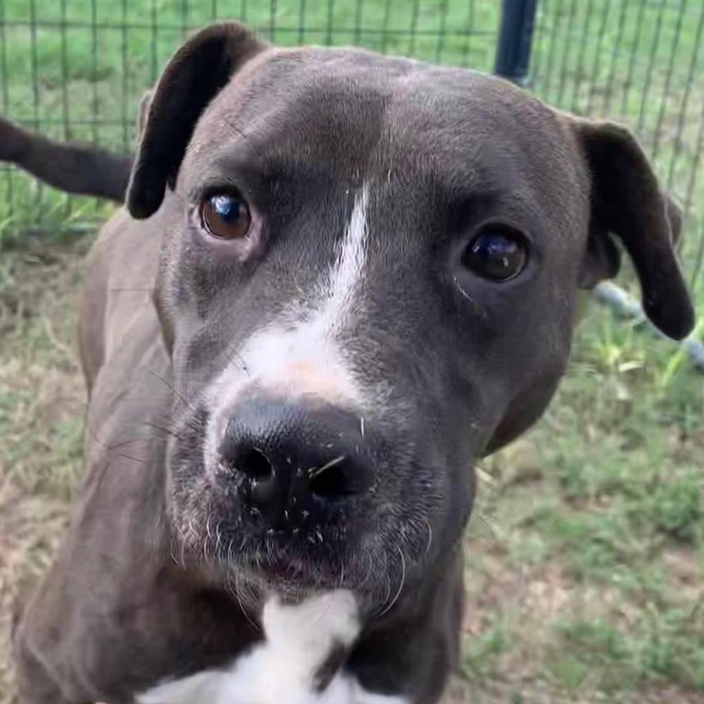 Enlarge Glorie, a Adoptable mixed breed in West Islip, NY image 2/2