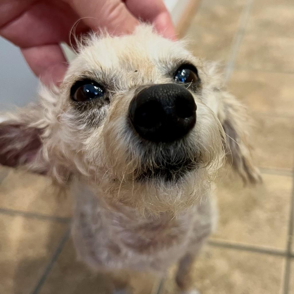 Enlarge Mickey, a Adoptable Miniature Poodle in Hillsborough, NC image 1/6