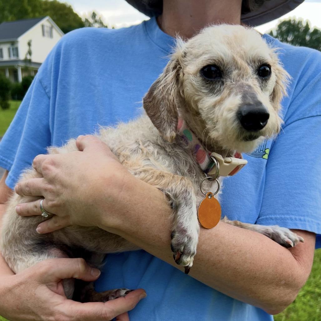 Enlarge Mickey, a Adoptable Miniature Poodle in Hillsborough, NC image 2/6