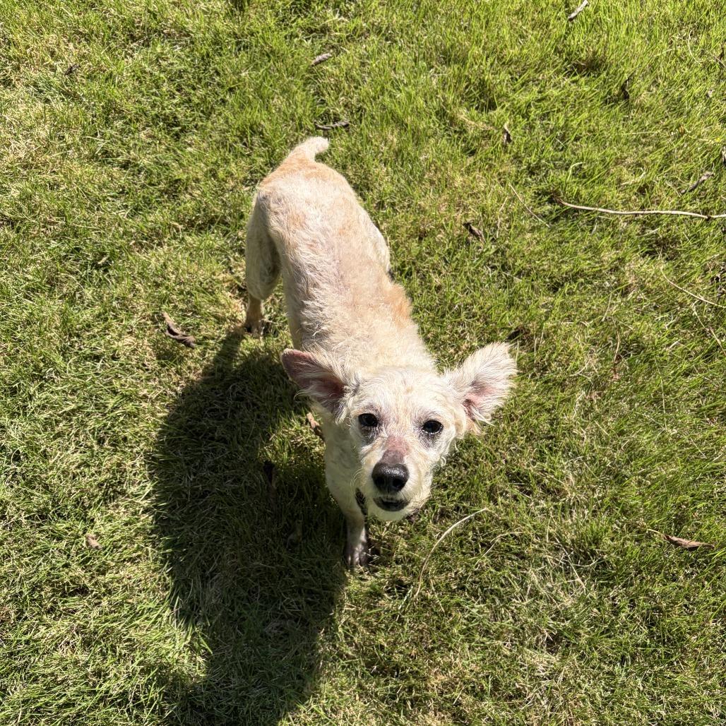 Enlarge Mickey, a Adoptable Miniature Poodle in Hillsborough, NC image 3/6