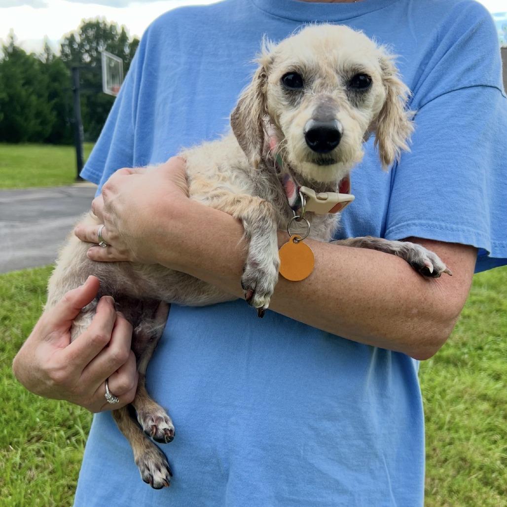Enlarge Mickey, a Adoptable Miniature Poodle in Hillsborough, NC image 4/6
