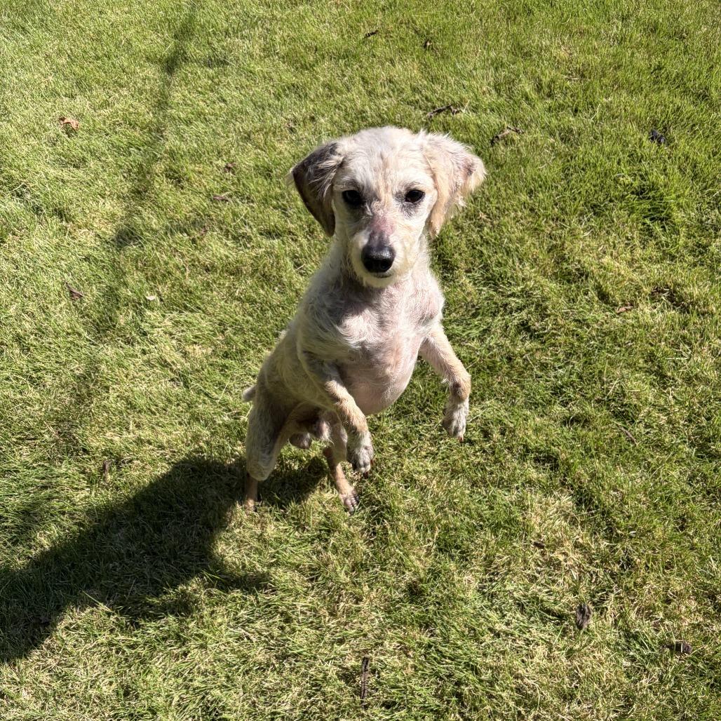 Enlarge Mickey, a Adoptable Miniature Poodle in Hillsborough, NC image 5/6
