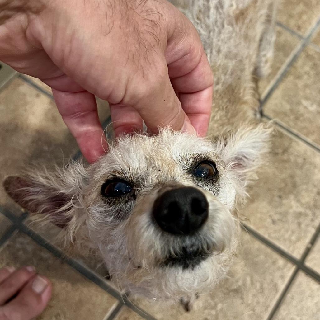 Enlarge Mickey, a Adoptable Miniature Poodle in Hillsborough, NC image 6/6