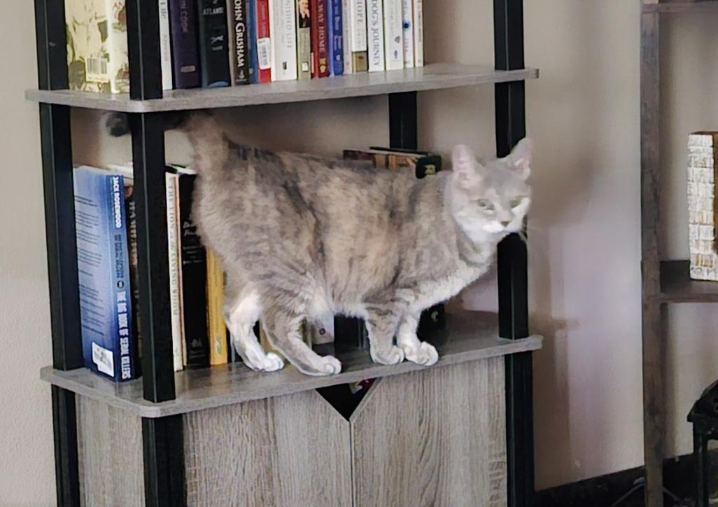 OLIVIA (owner died) VIDEO! Sweetest girl!