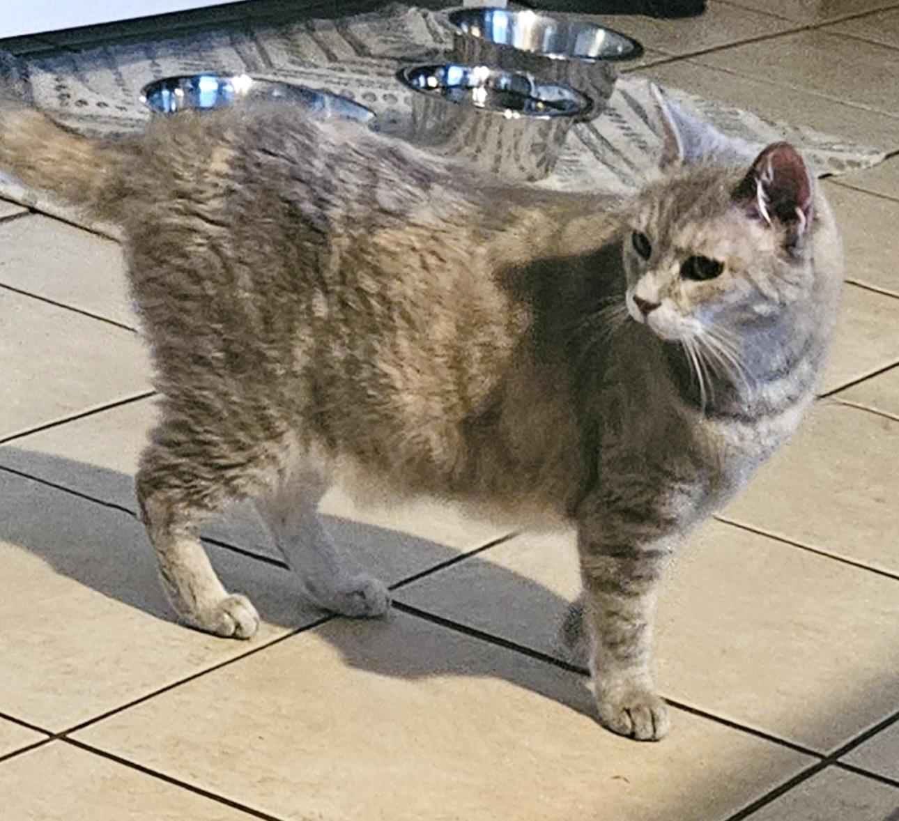 OLIVIA (owner died) VIDEO! Sweetest girl!