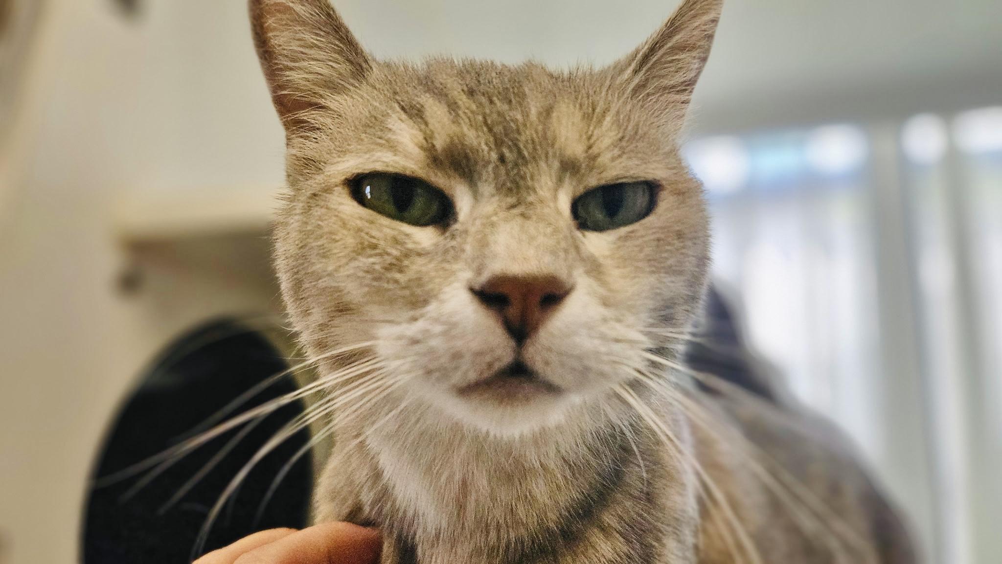 OLIVIA (owner died) VIDEO! Sweetest girl!, Adoptable, Adult Female Domestic Short Hair.