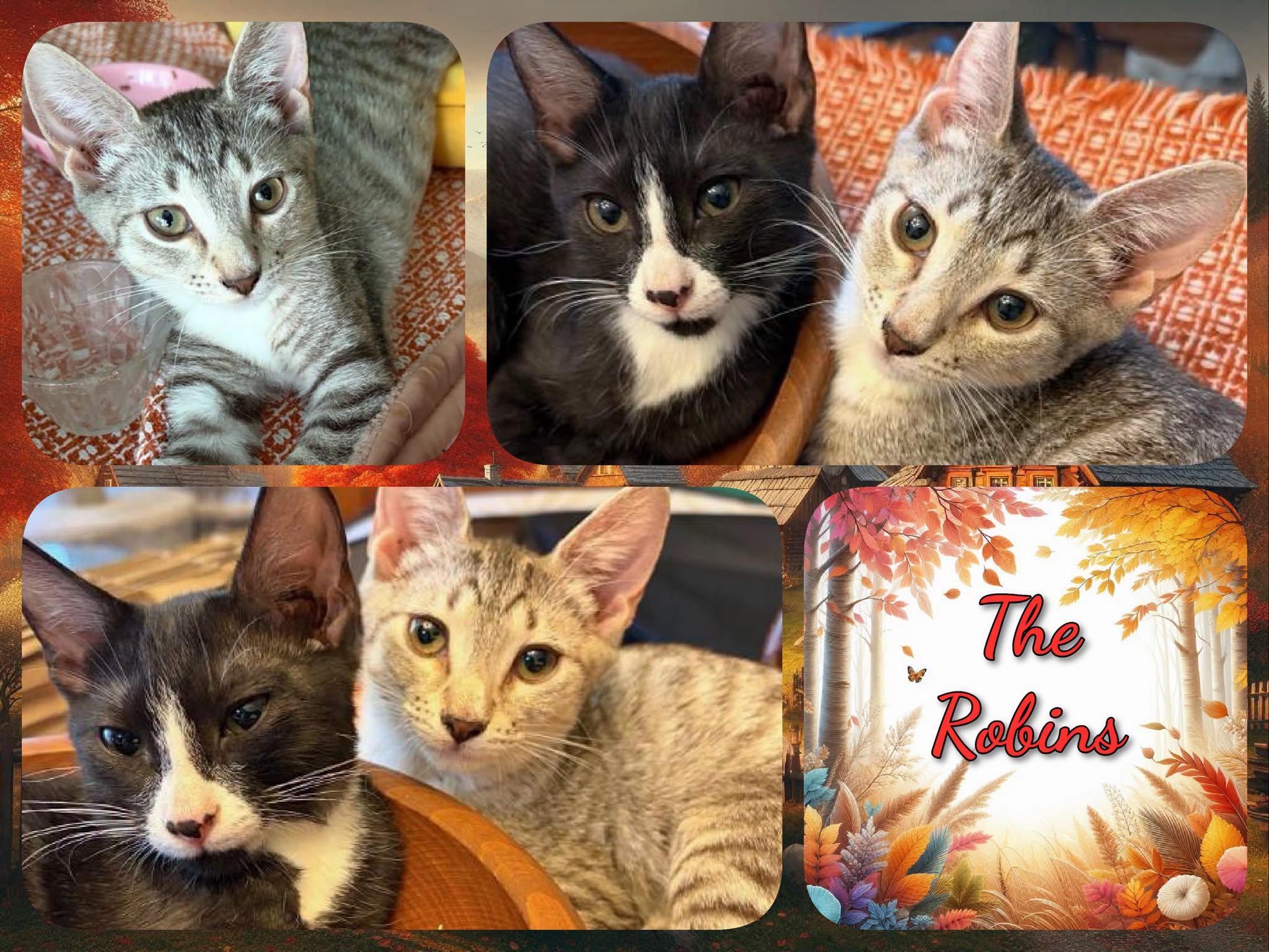Enlarge Merrill, a Adoptable Domestic Short Hair in Corinth, NY image 2/2