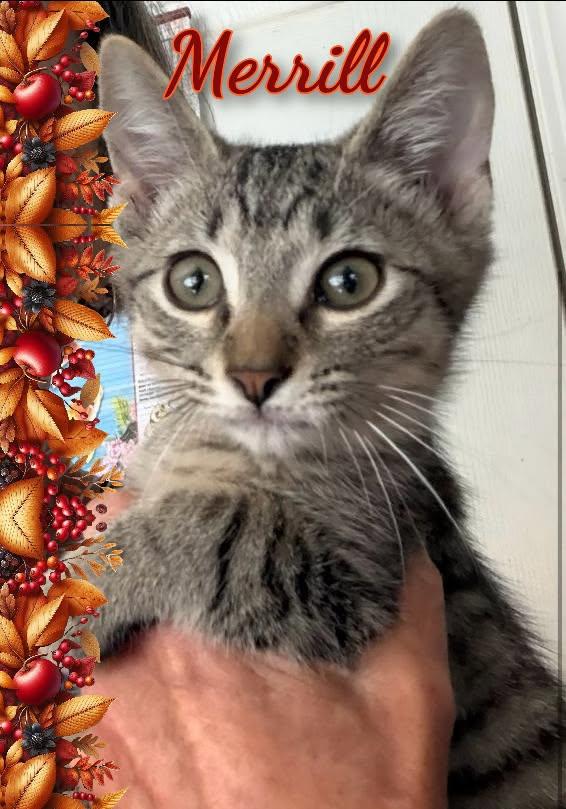 Merrill, Adoptable, Kitten Female Domestic Short Hair.