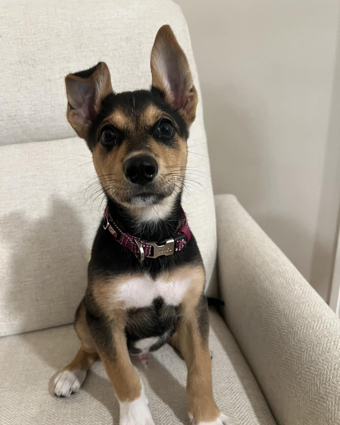 GIBSIE, an adopted mixed breed in Madisonville, LA image 1/6