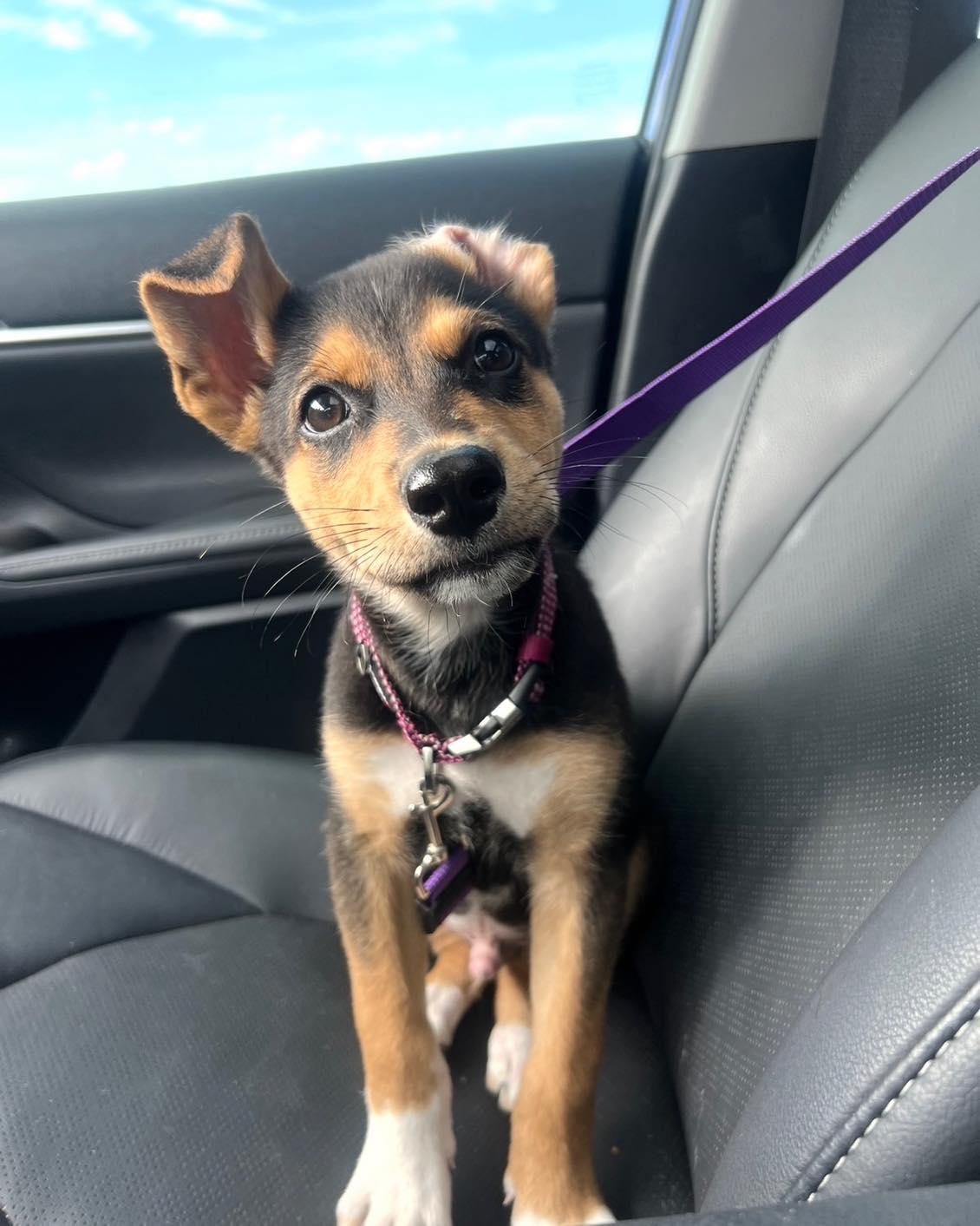 GIBSIE, an adopted mixed breed in Madisonville, LA image 2/6