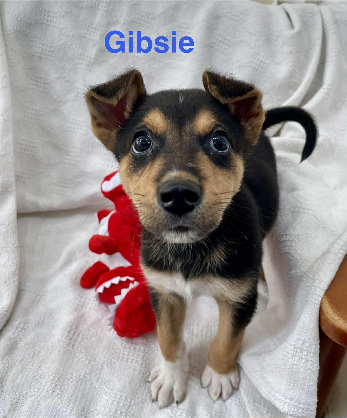 GIBSIE, an adopted mixed breed in Madisonville, LA image 6/6