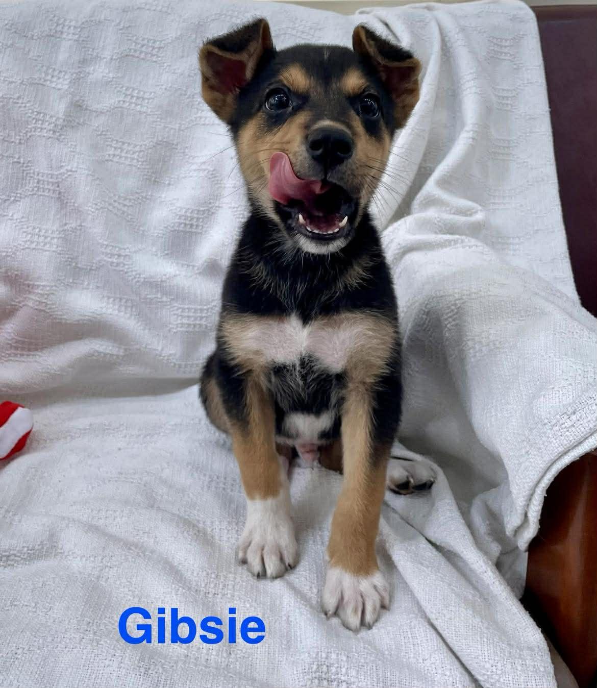 GIBSIE, an adopted mixed breed in Madisonville, LA image 5/6