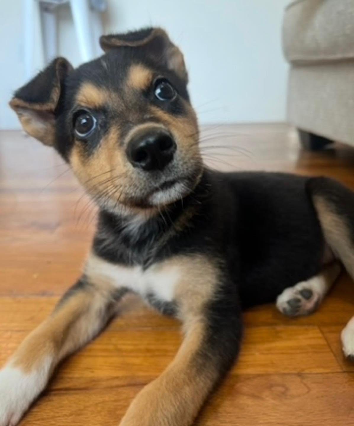 GIBSIE, an adopted mixed breed in Madisonville, LA image 4/6