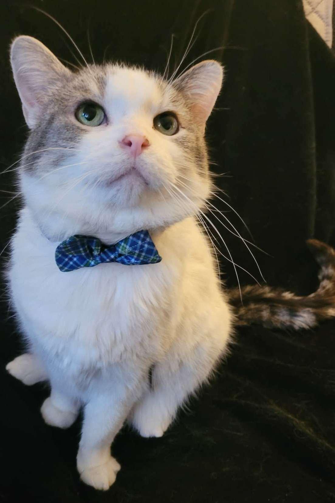 Enlarge Garth, a ADOPTABLE Domestic Short Hair in Nepean, ON image 1/1