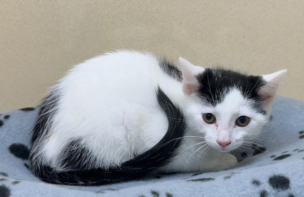 Ford, a Adoptable mixed breed in Washington Court House, OH image 2/2