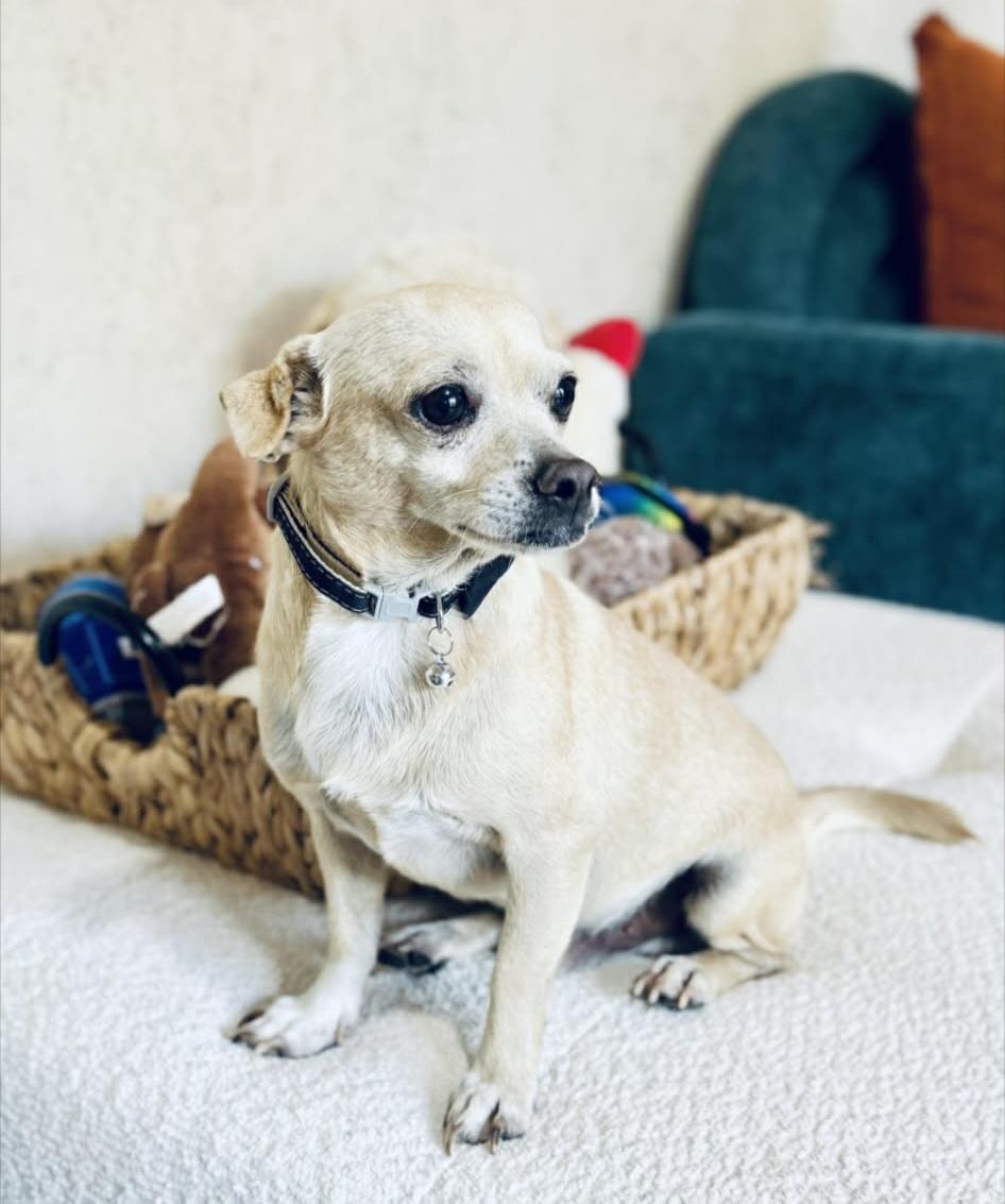 Enlarge Peterman, a ADOPTABLE mixed breed in Weeki Wachee, FL image 2/6