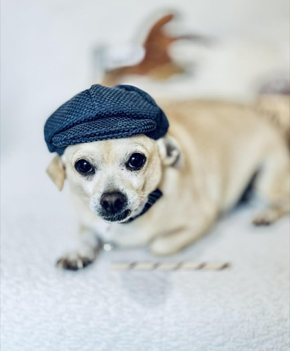 Enlarge Peterman, a ADOPTABLE mixed breed in Weeki Wachee, FL image 4/6