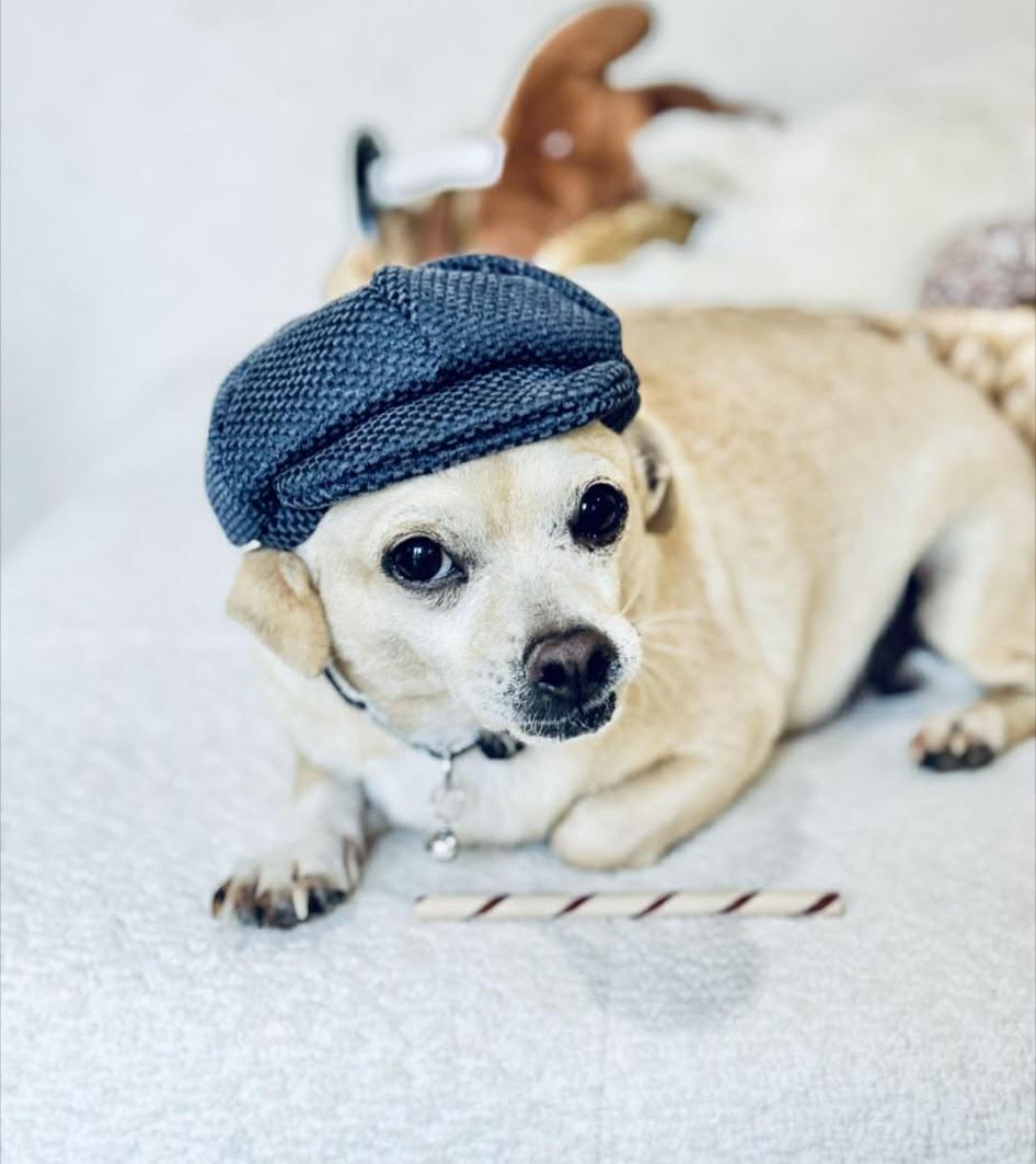 Enlarge Peterman, a ADOPTABLE mixed breed in Weeki Wachee, FL image 6/6