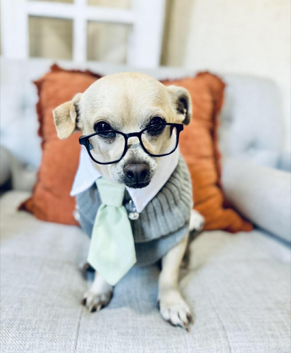 Enlarge Peterman, a ADOPTABLE mixed breed in Weeki Wachee, FL image 1/6