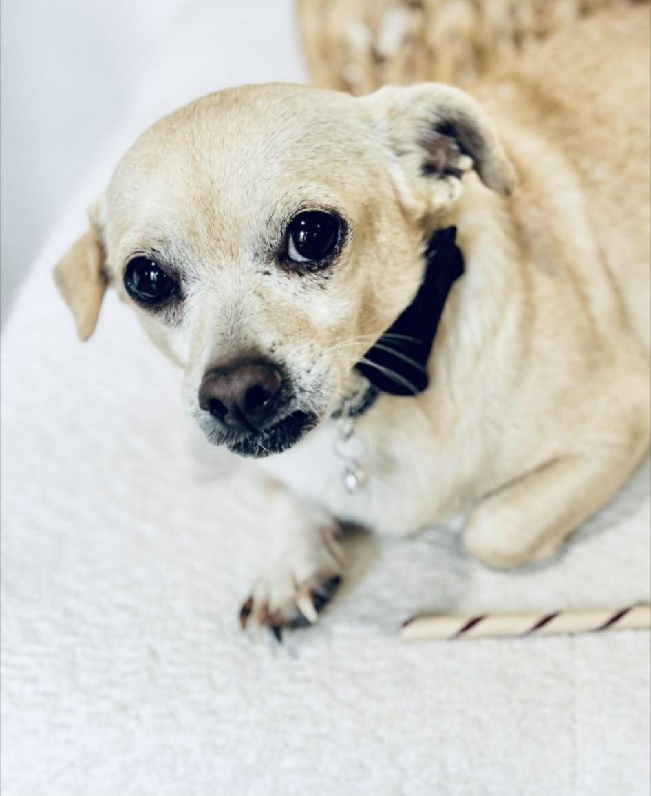 Enlarge Peterman, a ADOPTABLE mixed breed in Weeki Wachee, FL image 5/6