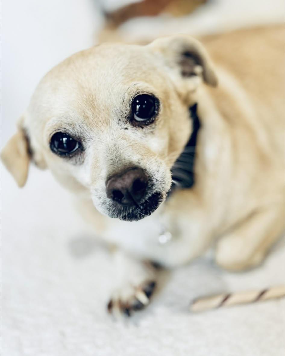 Enlarge Peterman, a ADOPTABLE mixed breed in Weeki Wachee, FL image 3/6