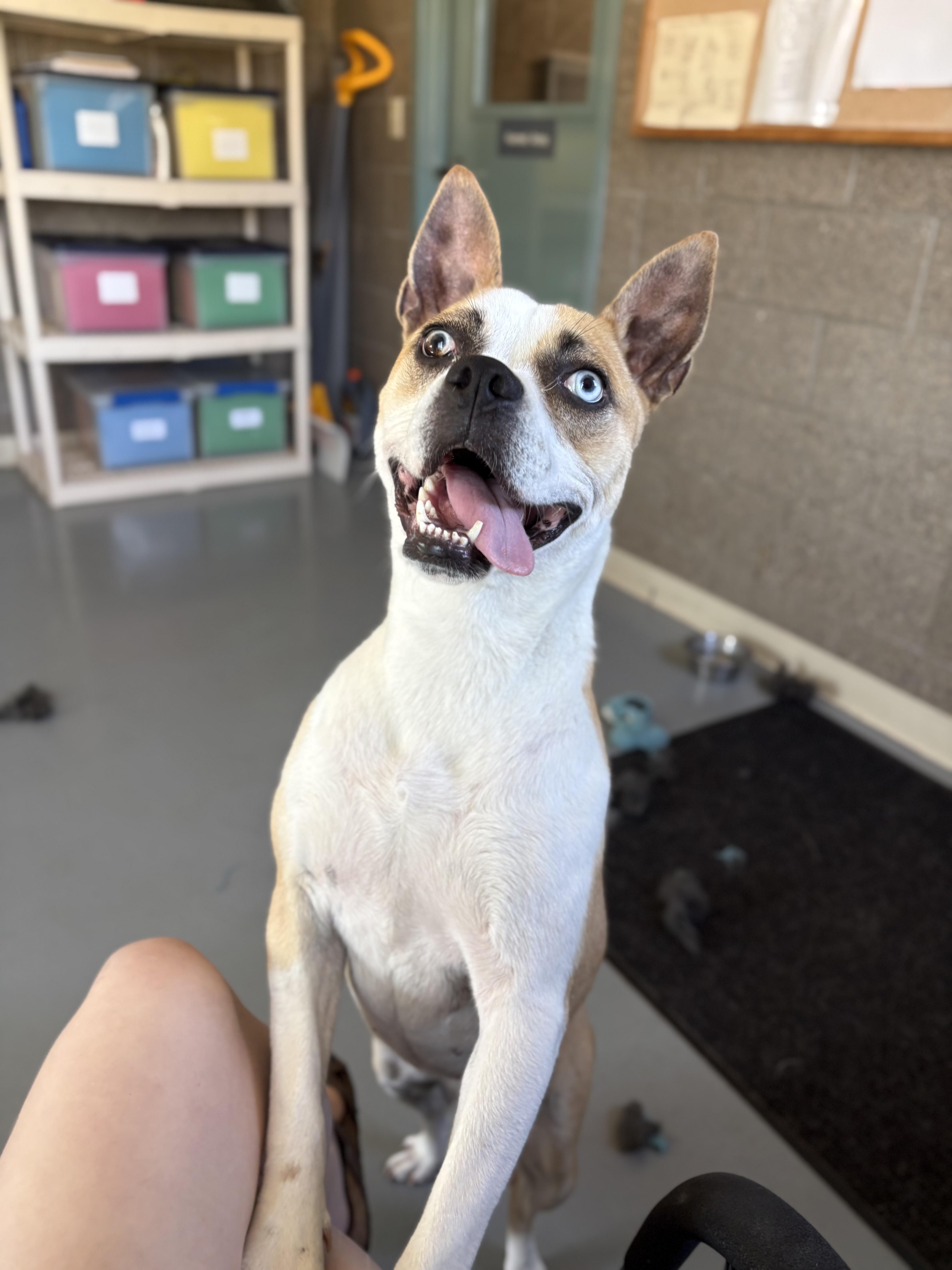 Enlarge Genie, a ADOPTABLE mixed breed in Zimmerman, MN image 5/6