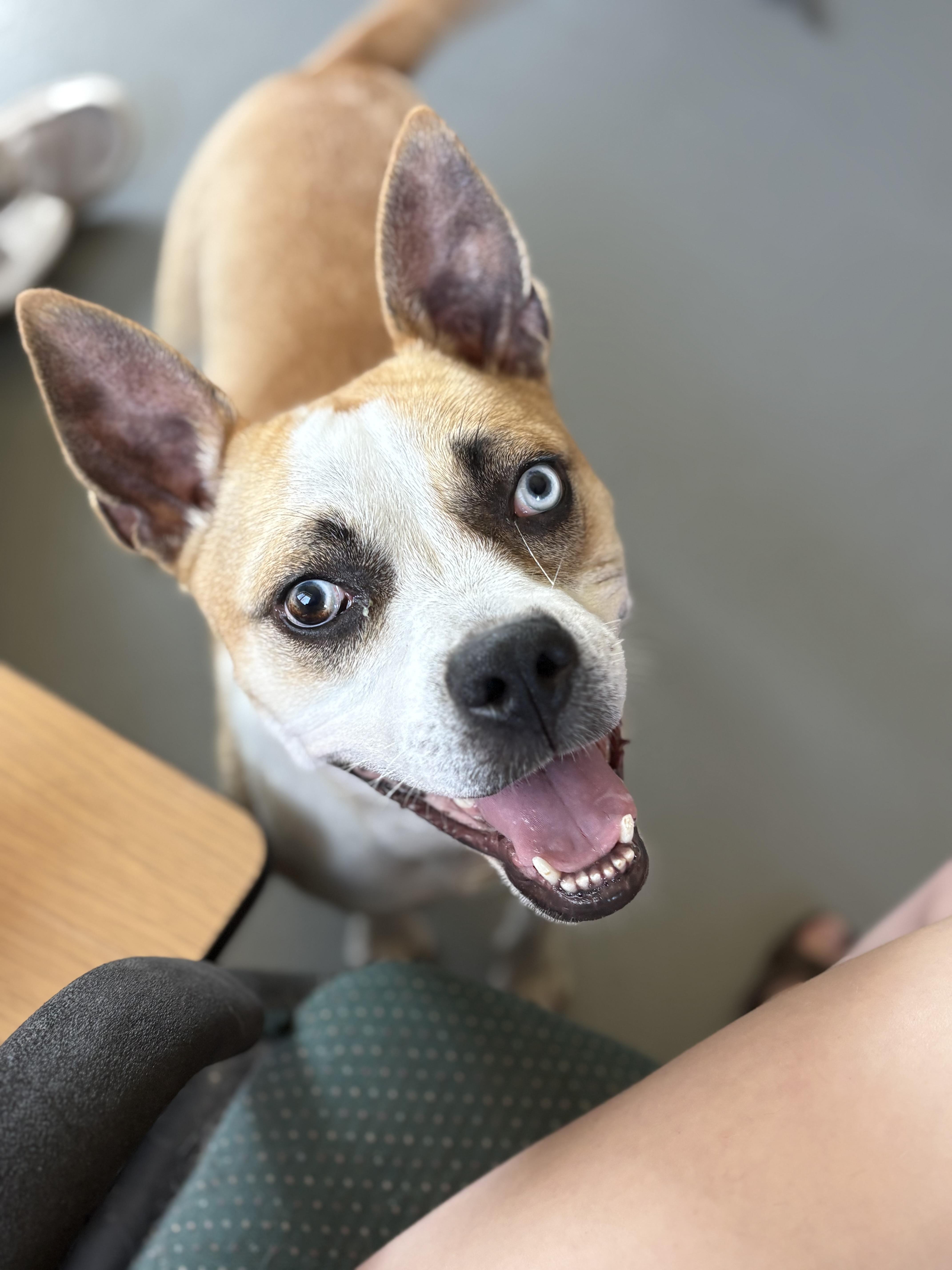 Enlarge Genie, a ADOPTABLE mixed breed in Zimmerman, MN image 1/6