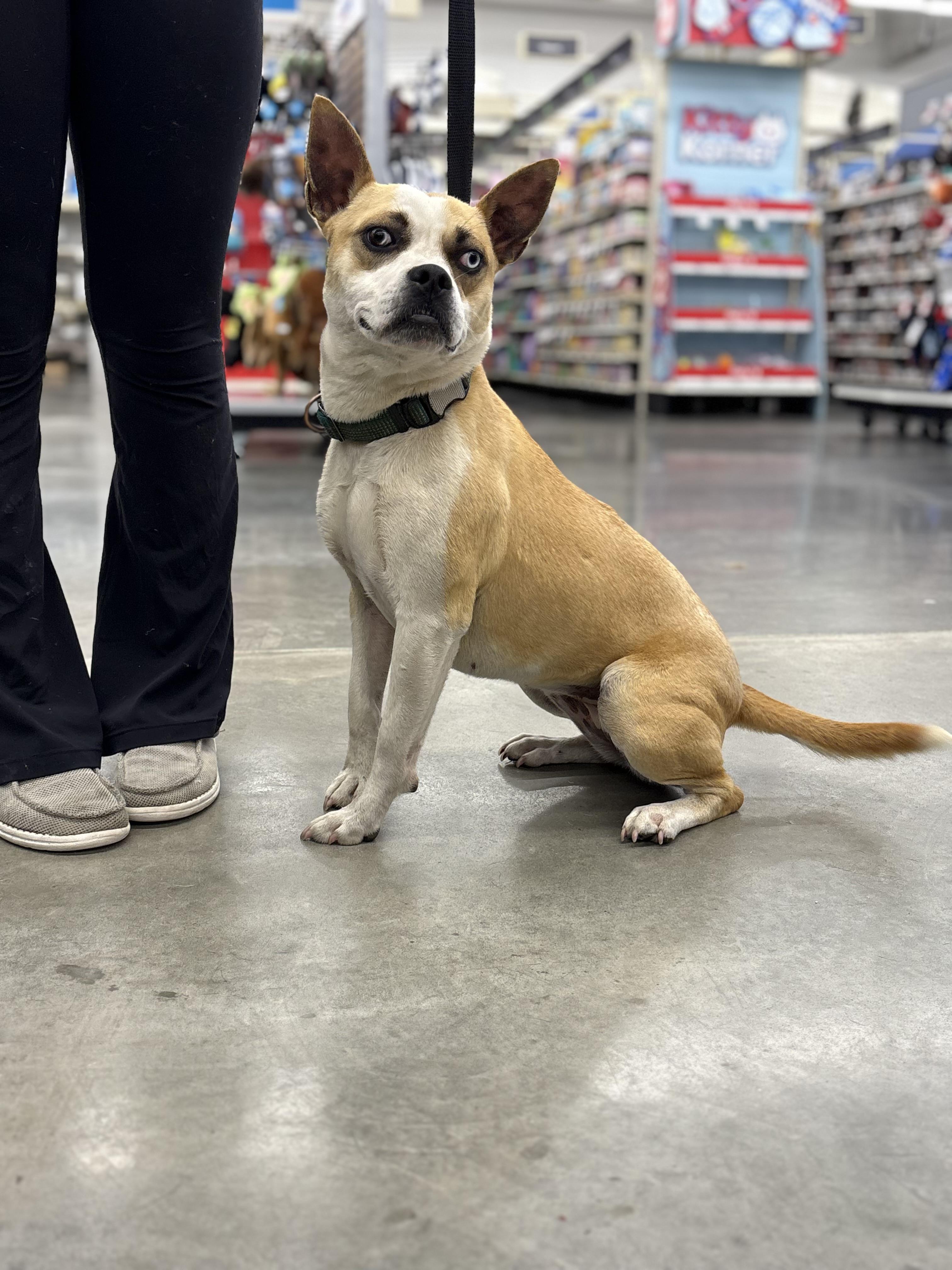 Enlarge Genie, a ADOPTABLE mixed breed in Zimmerman, MN image 2/6